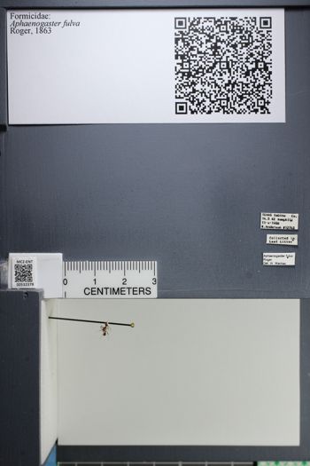 Media type: image;   Entomology 532379